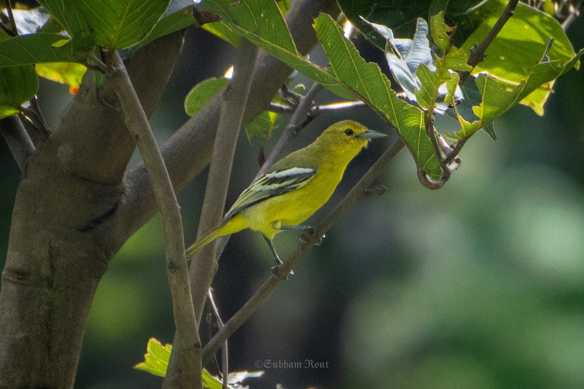 Common Iora - ML644039153