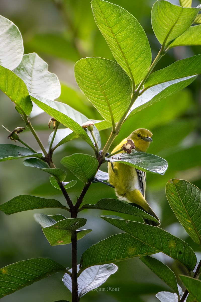 Common Iora - ML644039154