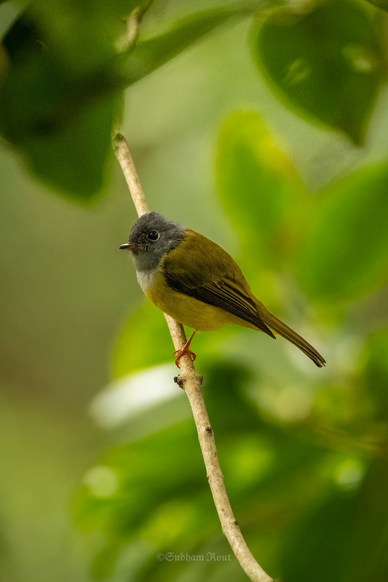 Gray-headed Canary-Flycatcher - ML644039161