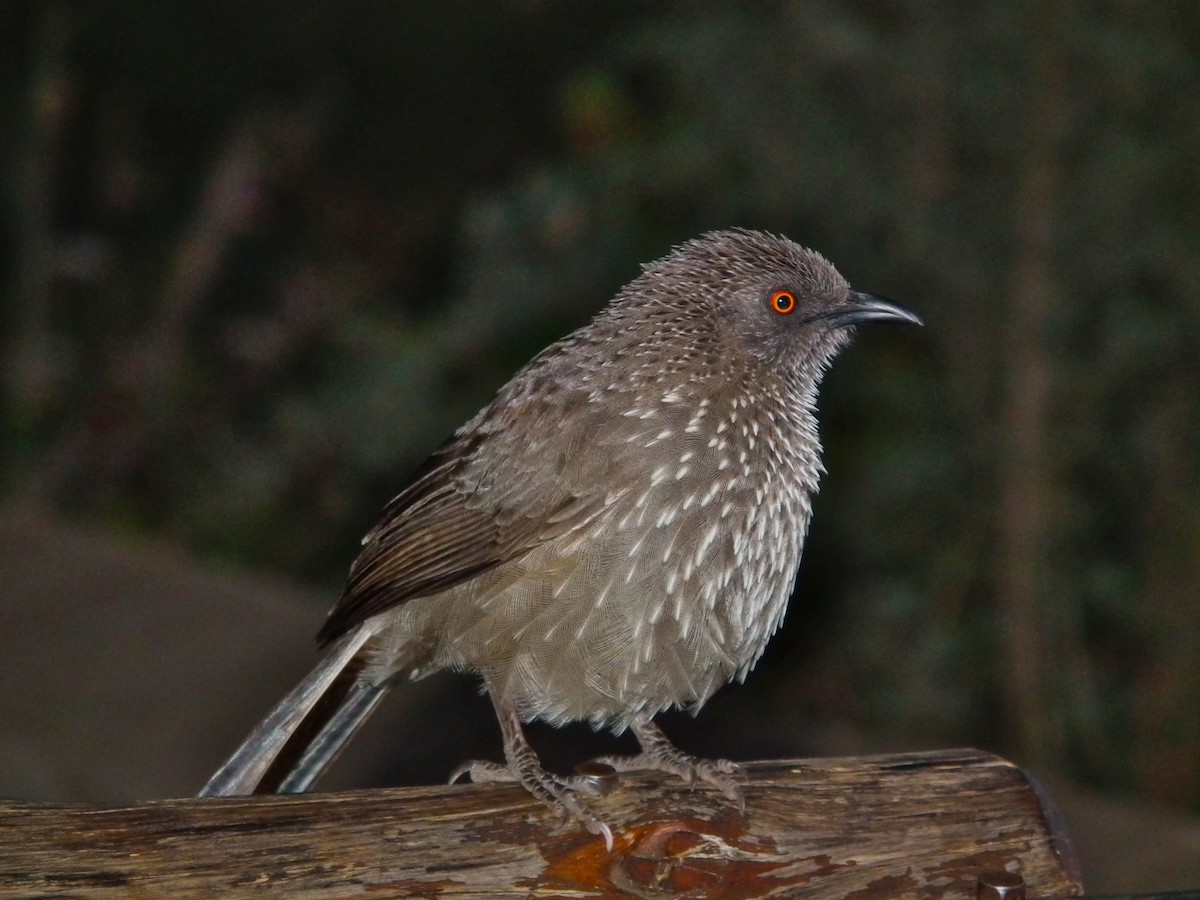 Arrow-marked Babbler - ML644039168
