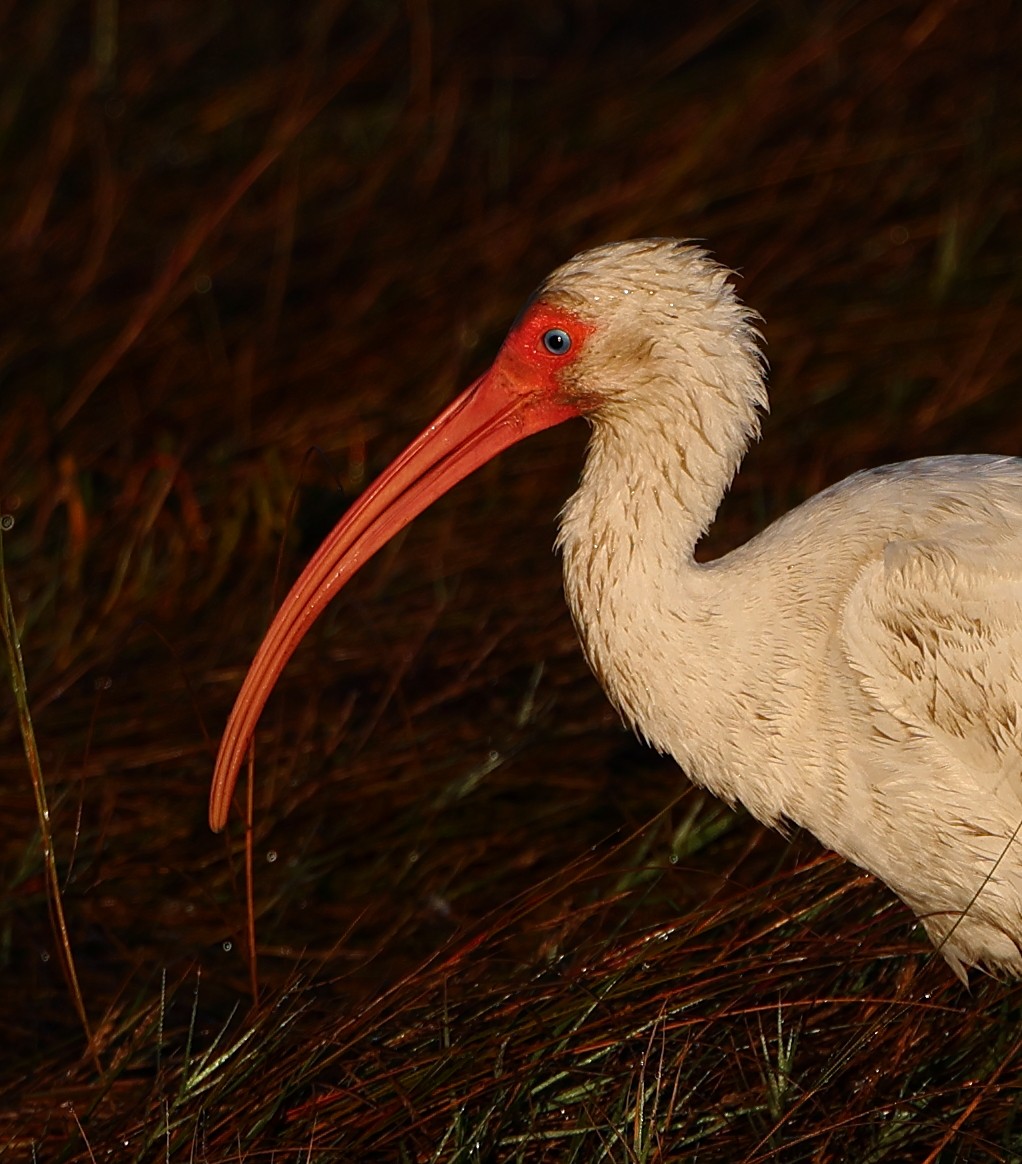 Ibis Blanco - ML644039181