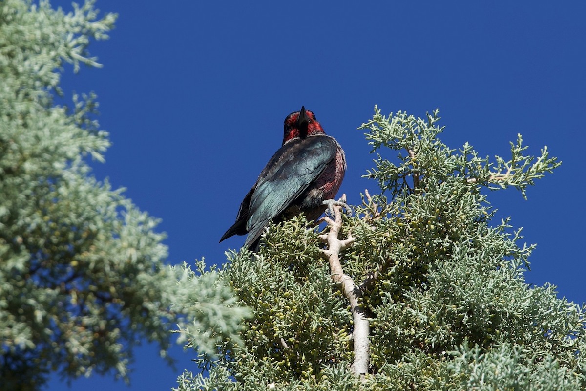 Lewis's Woodpecker - ML644039182