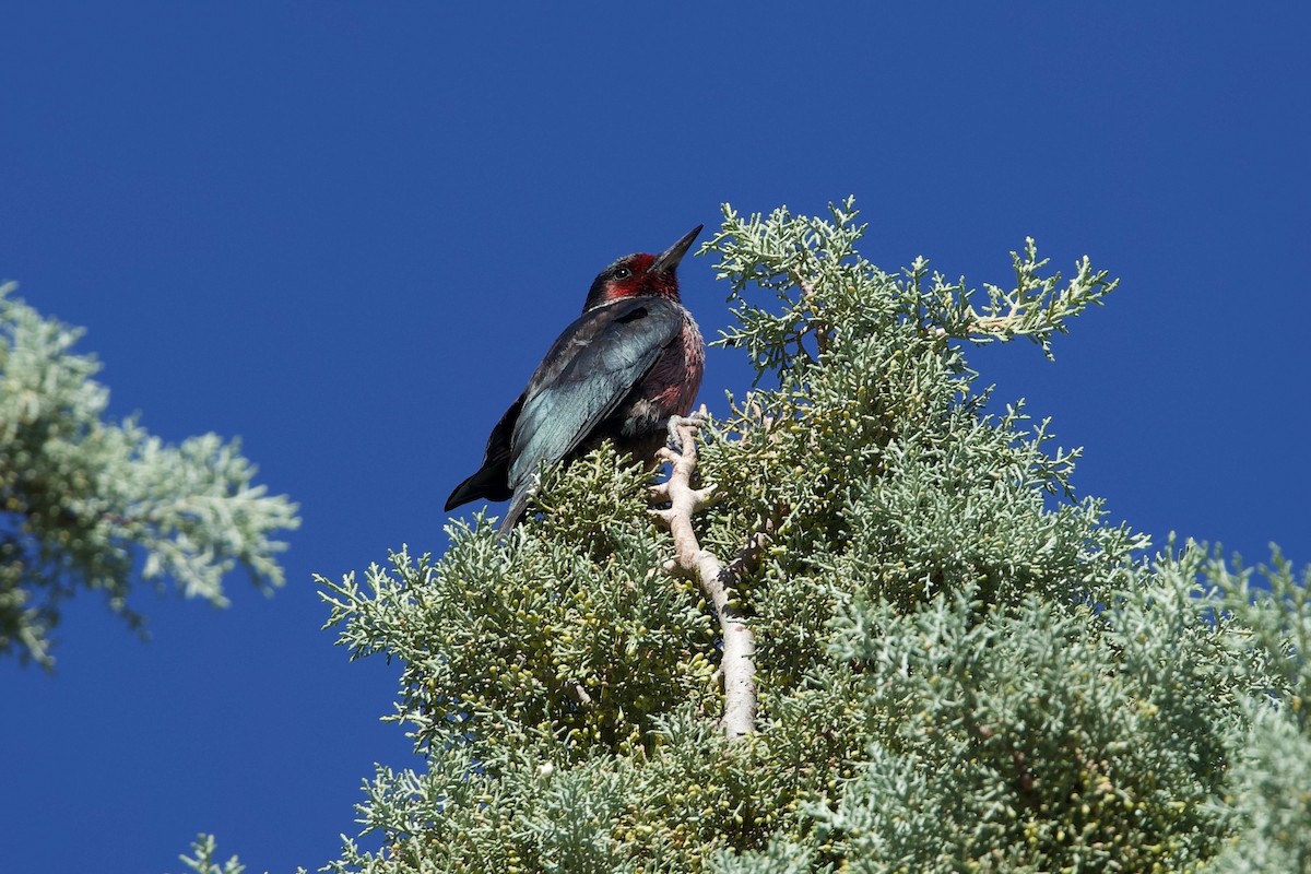 Lewis's Woodpecker - ML644039183