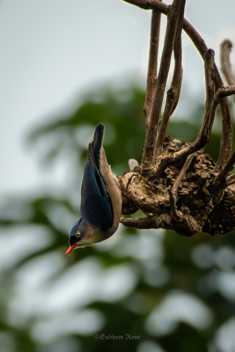 Velvet-fronted Nuthatch - ML644039184