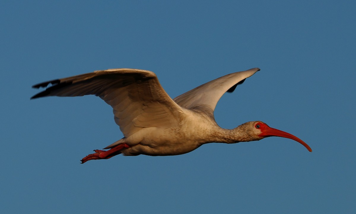 Ibis Blanco - ML644039185