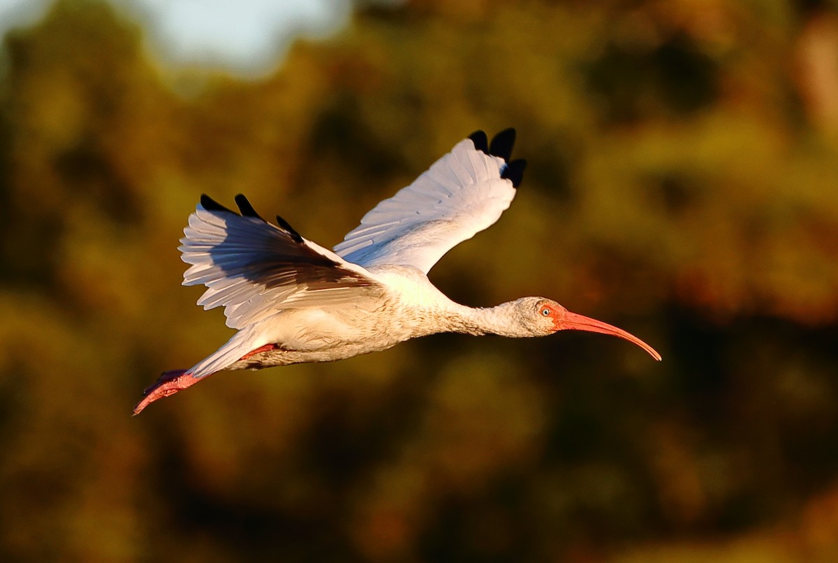 Ibis Blanco - ML644039186