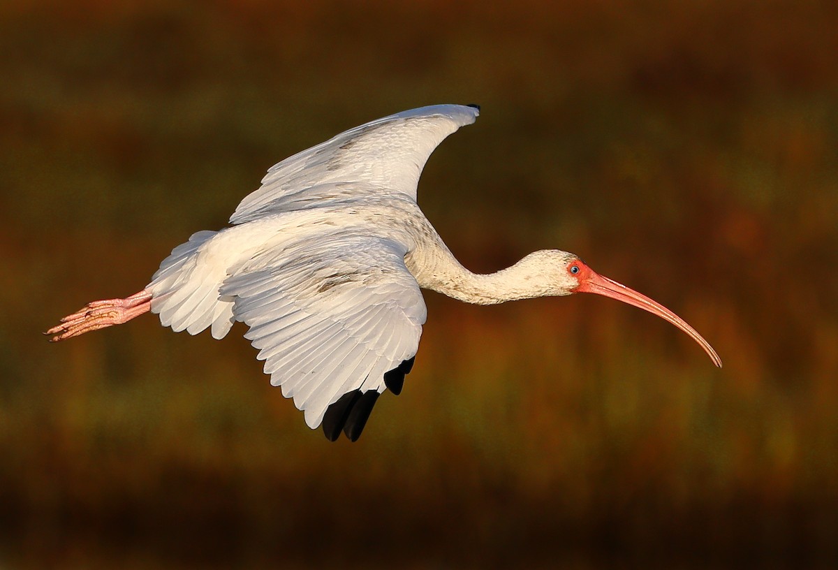 Ibis Blanco - ML644039187
