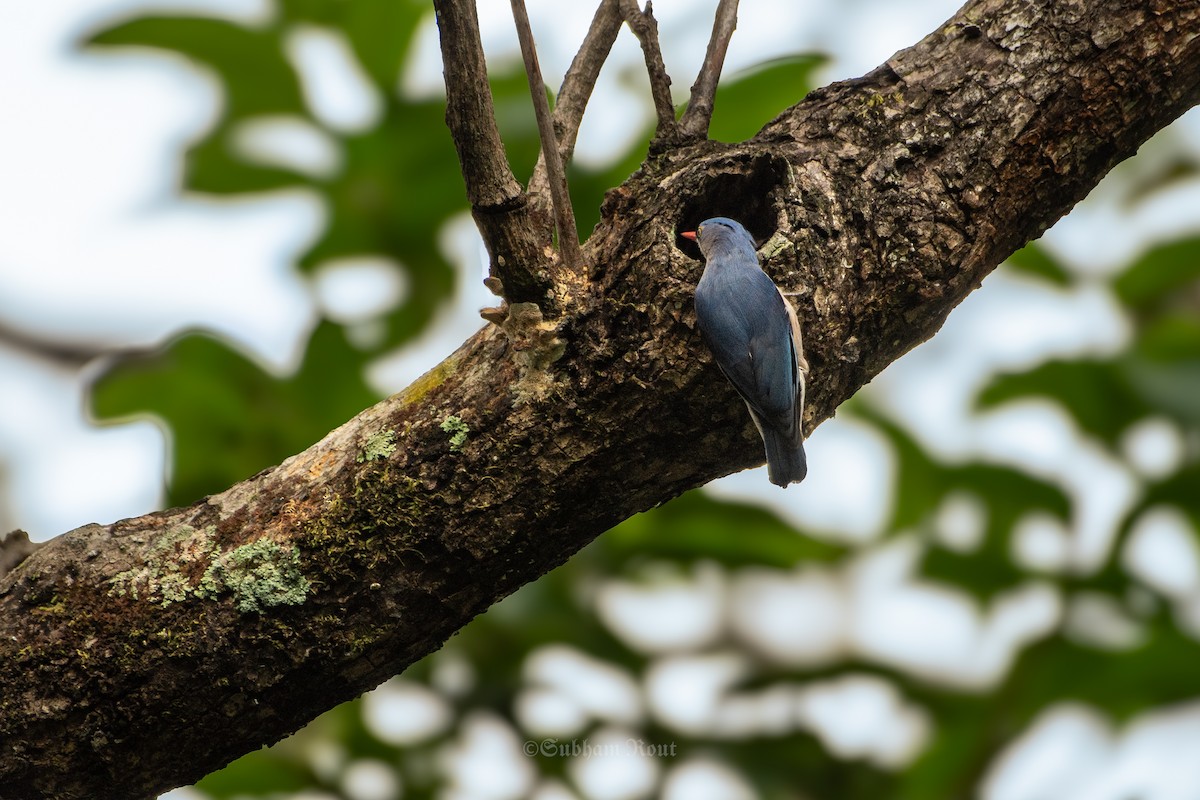 Velvet-fronted Nuthatch - ML644039188