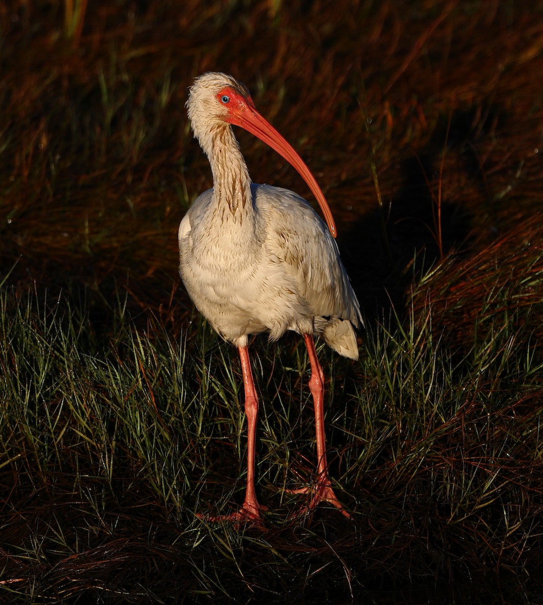 Ibis Blanco - ML644039189