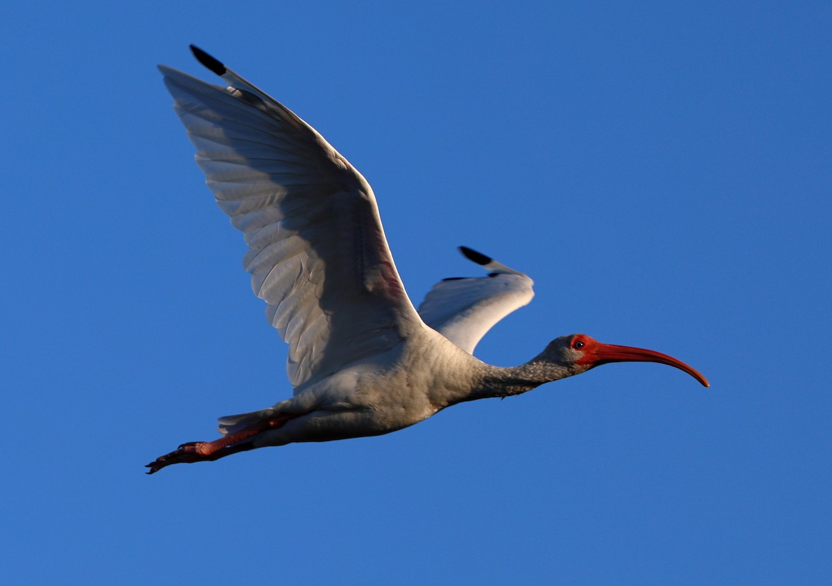Ibis Blanco - ML644039190