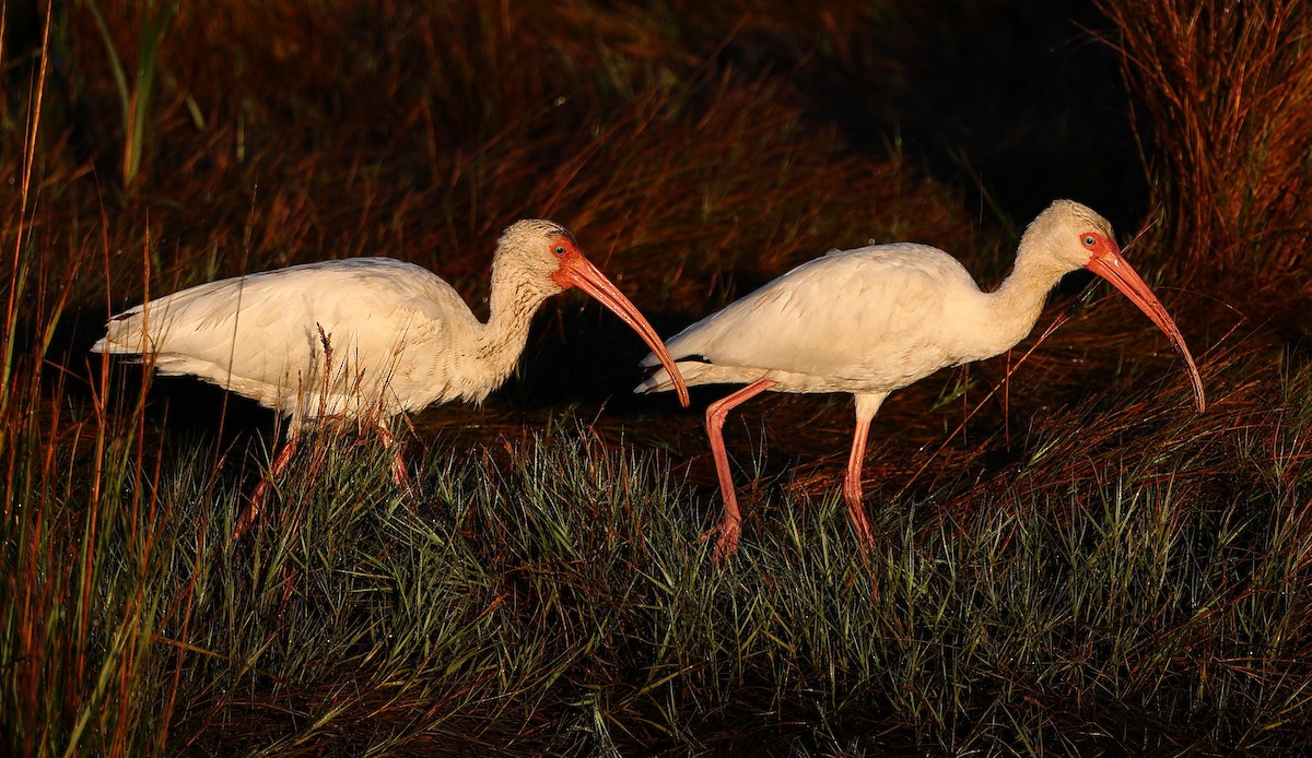 Ibis Blanco - ML644039191