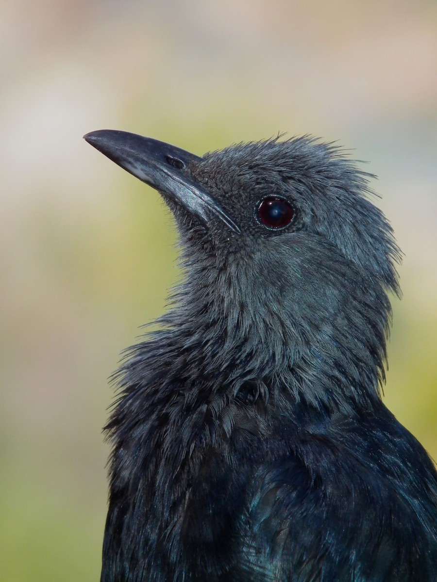 Red-winged Starling - ML644039193