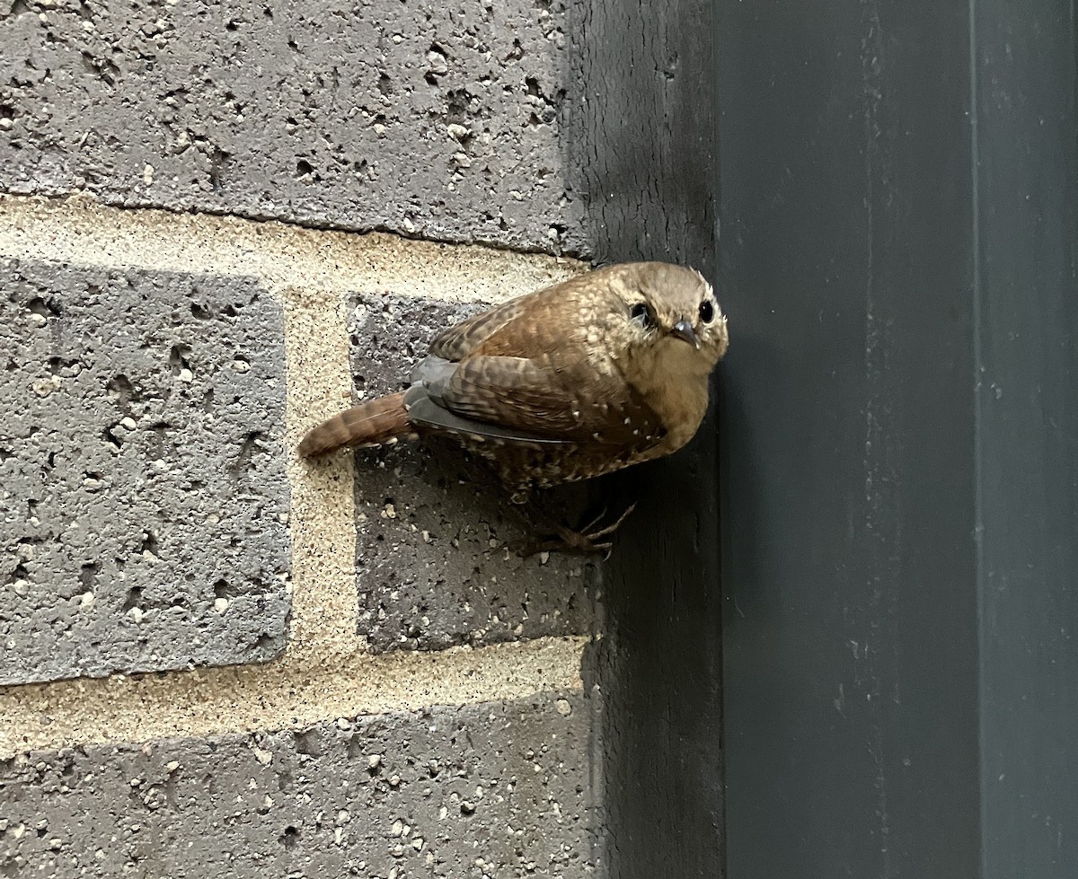 Winter Wren - ML644039242