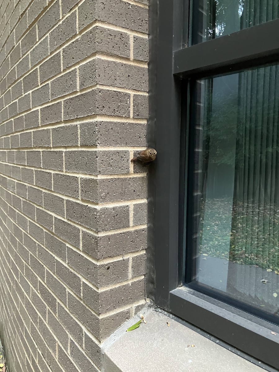 Winter Wren - ML644039243