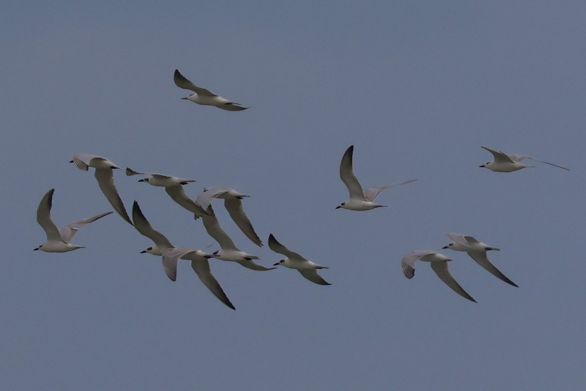 Gull-billed Tern - ML644039299