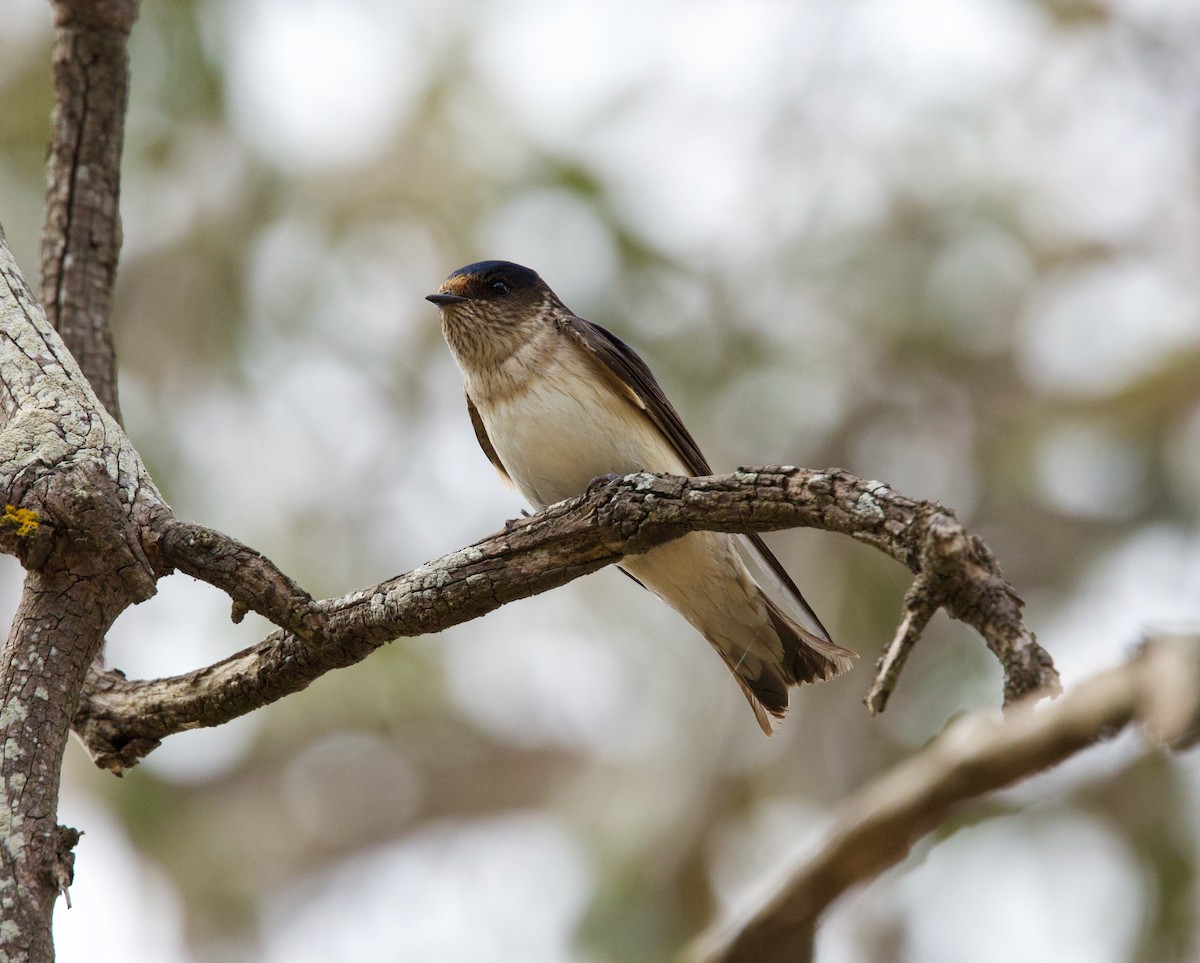 Tree Martin - ML644039304