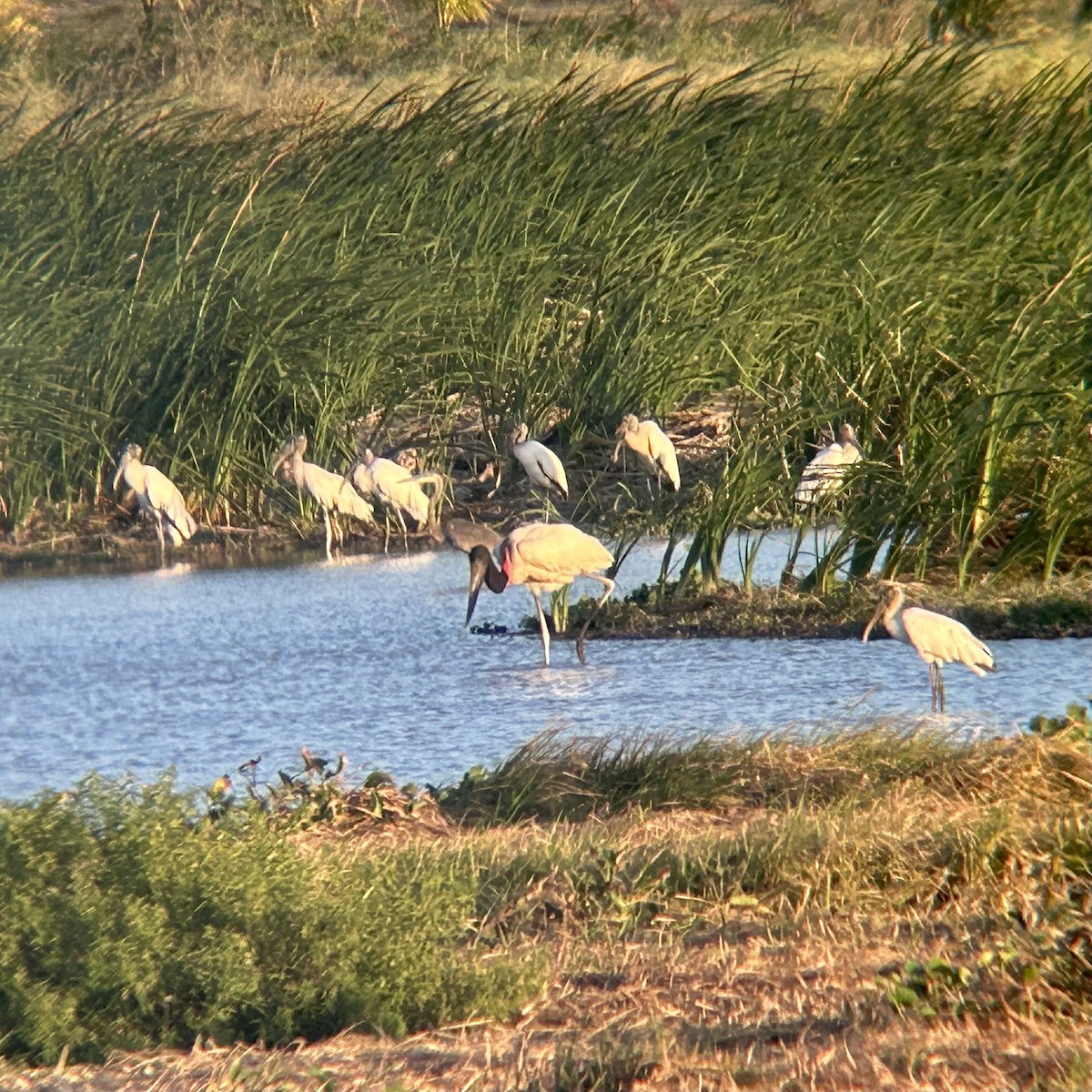 čáp jabiru - ML644039386