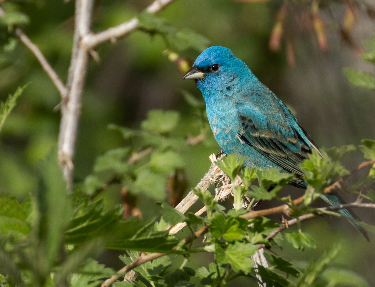 Indigo Bunting - ML644039393