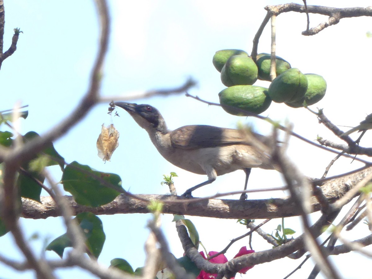 hjelmmunkefugl (gordoni/ammitophilus) - ML644039403