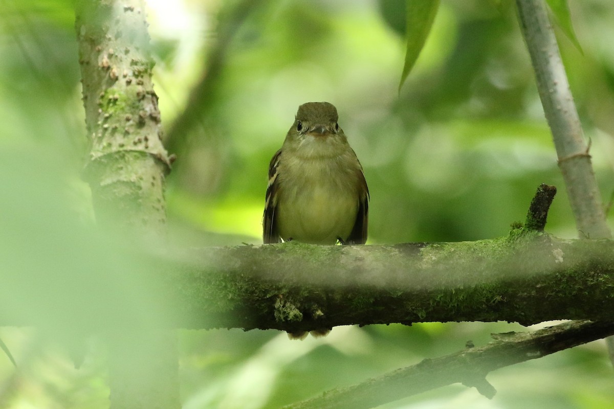 Acadian Flycatcher - ML644039426