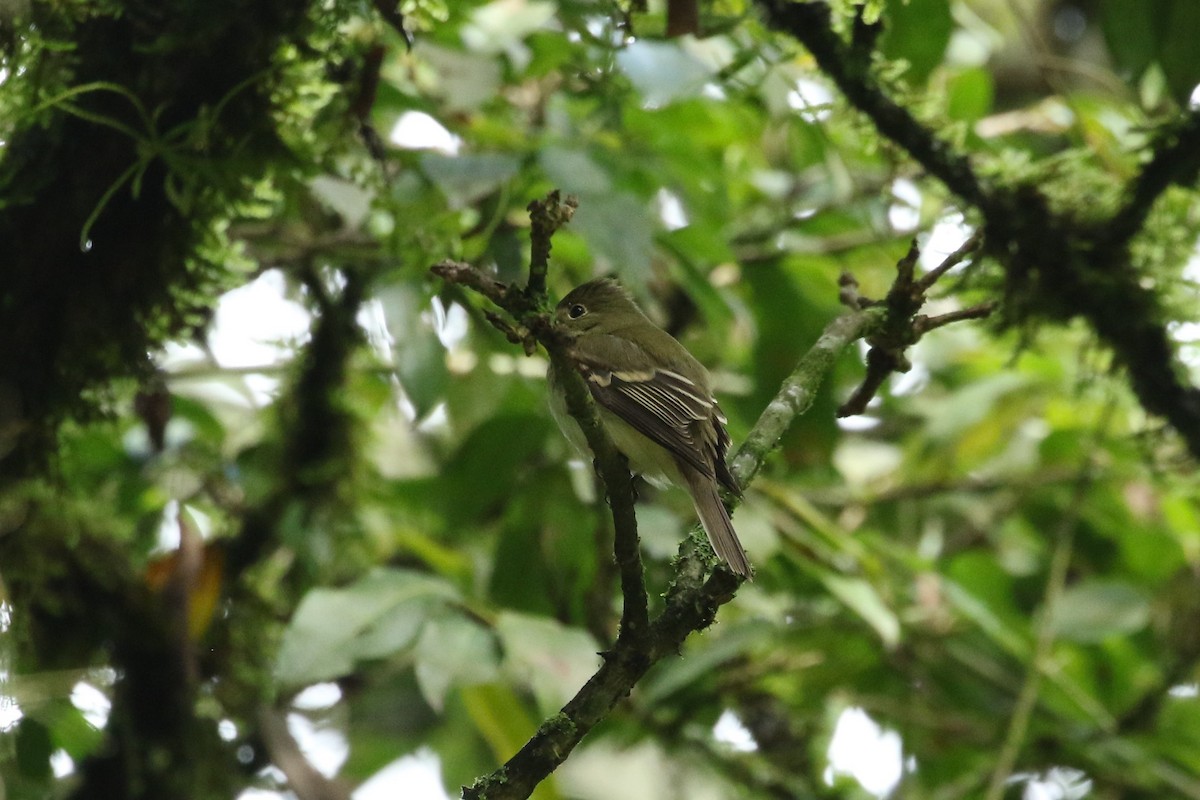 Acadian Flycatcher - ML644039427