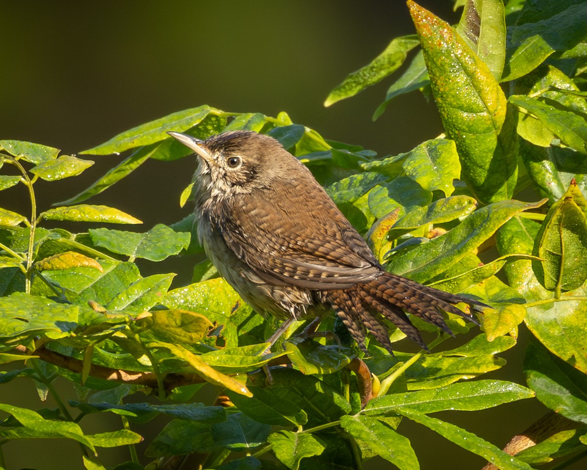 Northern House Wren - ML644039429