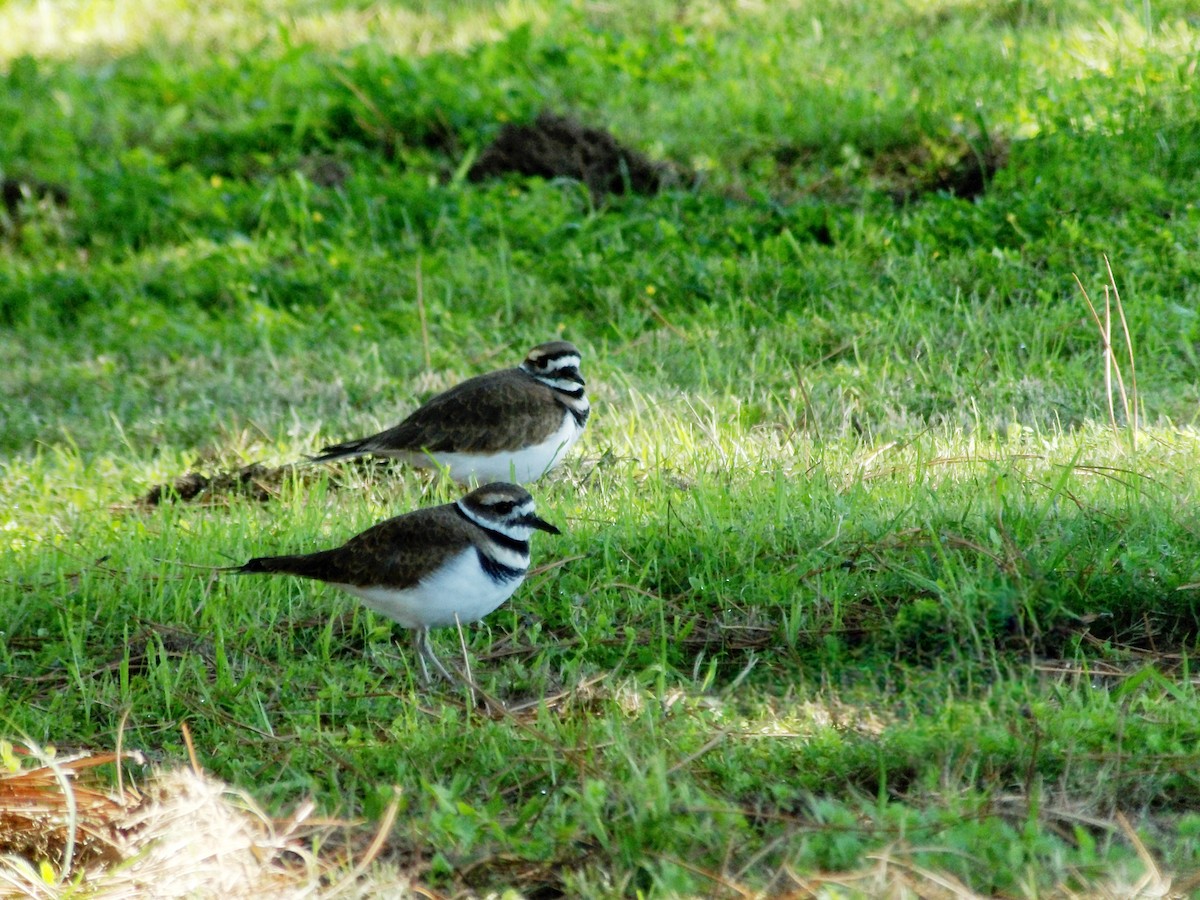 Killdeer - ML644039435