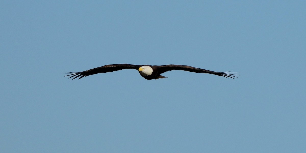 hvithodehavørn - ML644039478