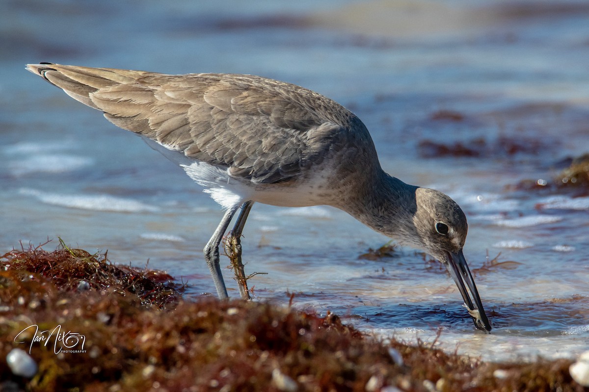 Willet - ML644039505