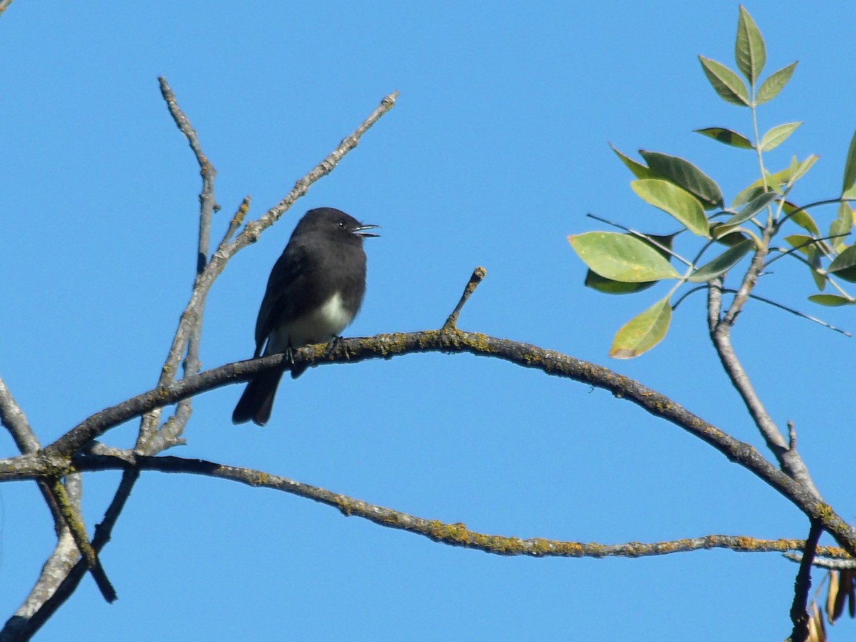 Black Phoebe - ML644039508