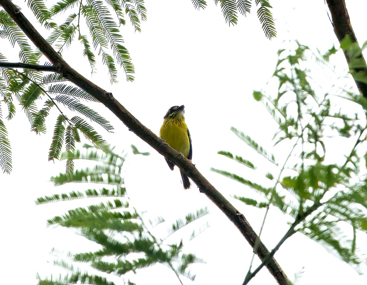Yellow-browed Tody-Flycatcher - ML644039536