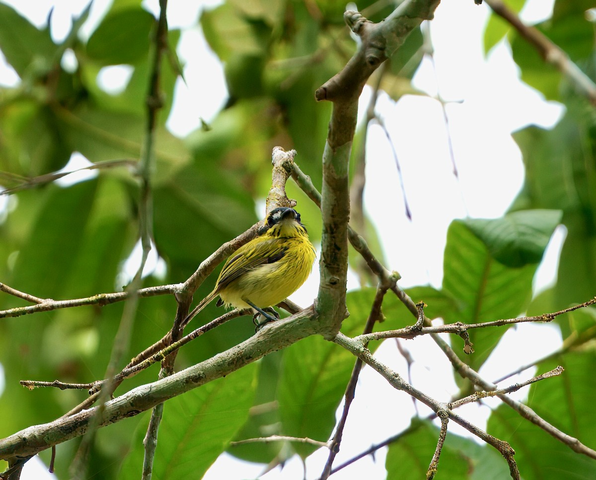 Yellow-browed Tody-Flycatcher - ML644039537