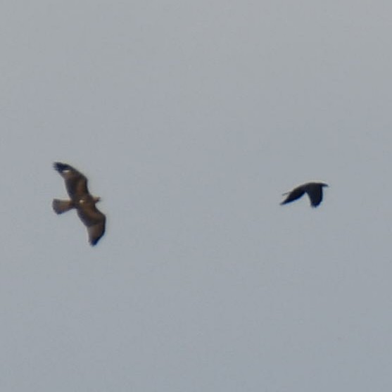 Booted Eagle - ML644039539