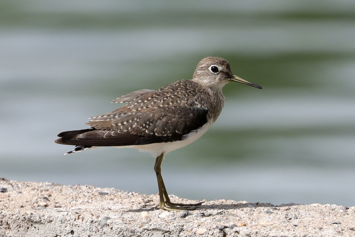 Solitary Sandpiper - ML644039554