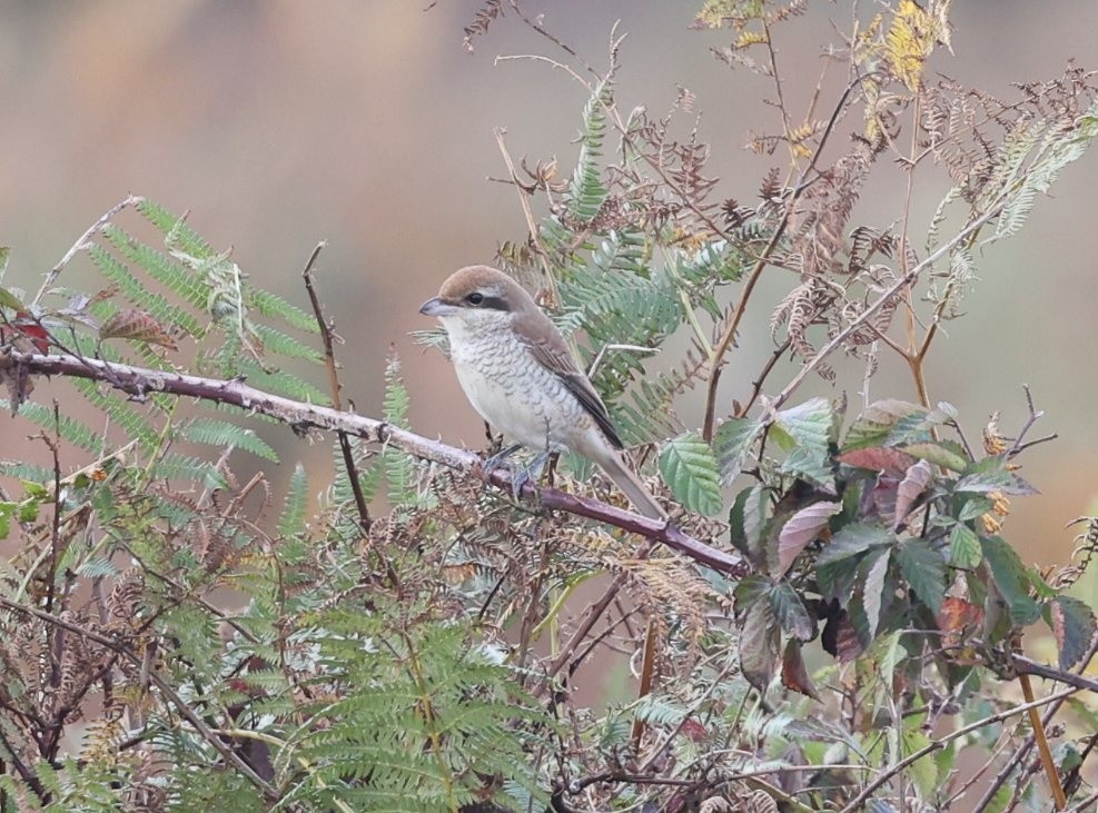 Brown Shrike - ML644039575