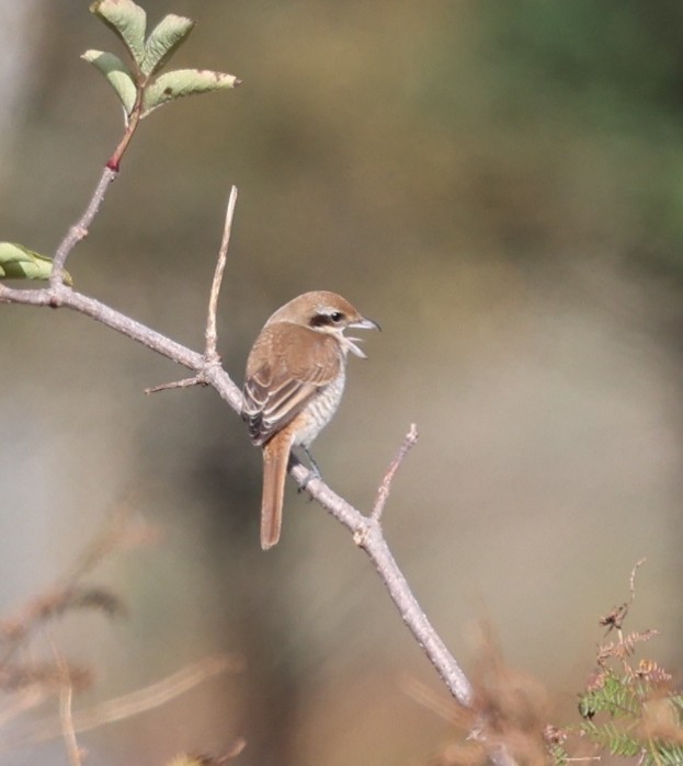 Brown Shrike - ML644039576