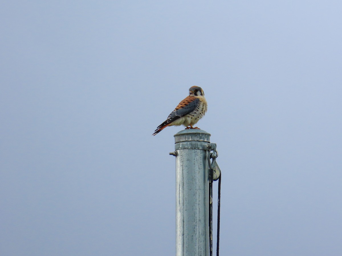 American Kestrel - ML644039577