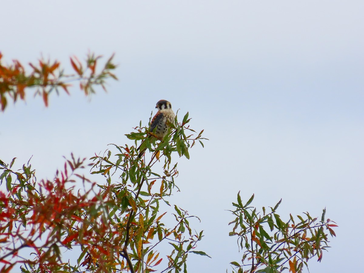 American Kestrel - ML644039578