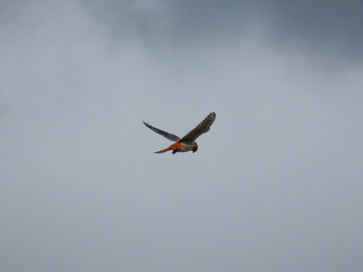 American Kestrel - ML644039579