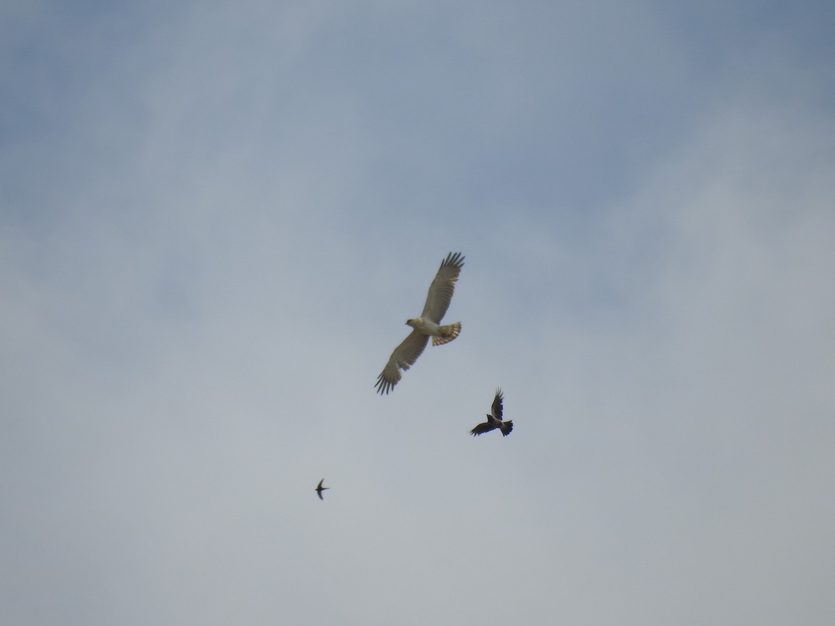 Short-toed Snake-Eagle - ML644039583