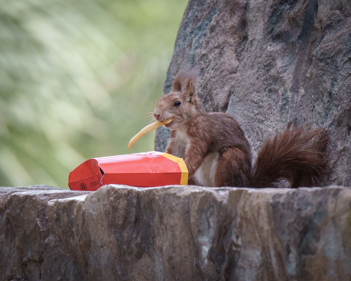 Animali - ML644039600