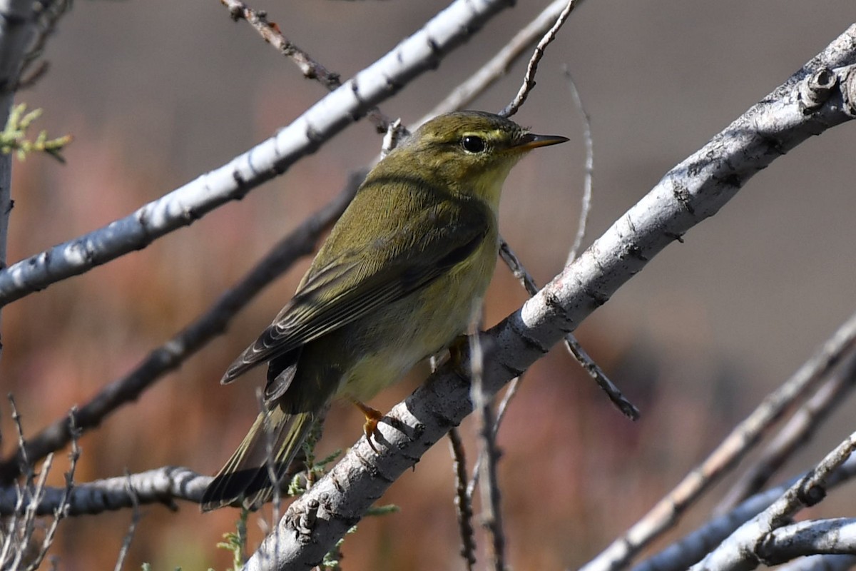 Willow Warbler - ML644039603