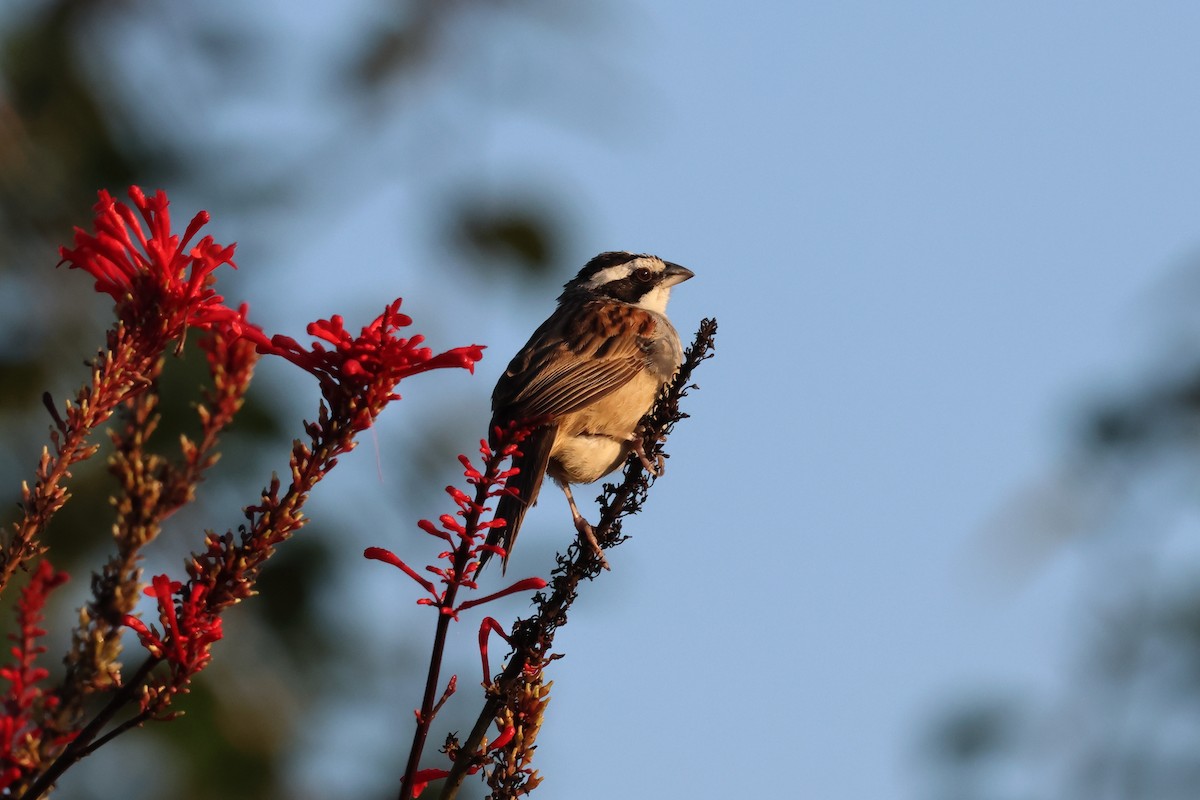 Чінголо широкобровий - ML644039638