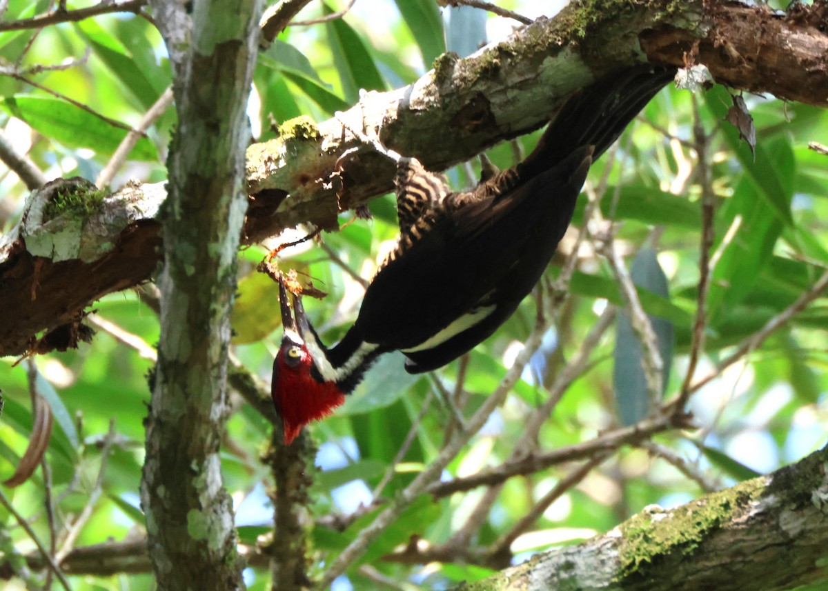 Crimson-crested Woodpecker - ML644039667