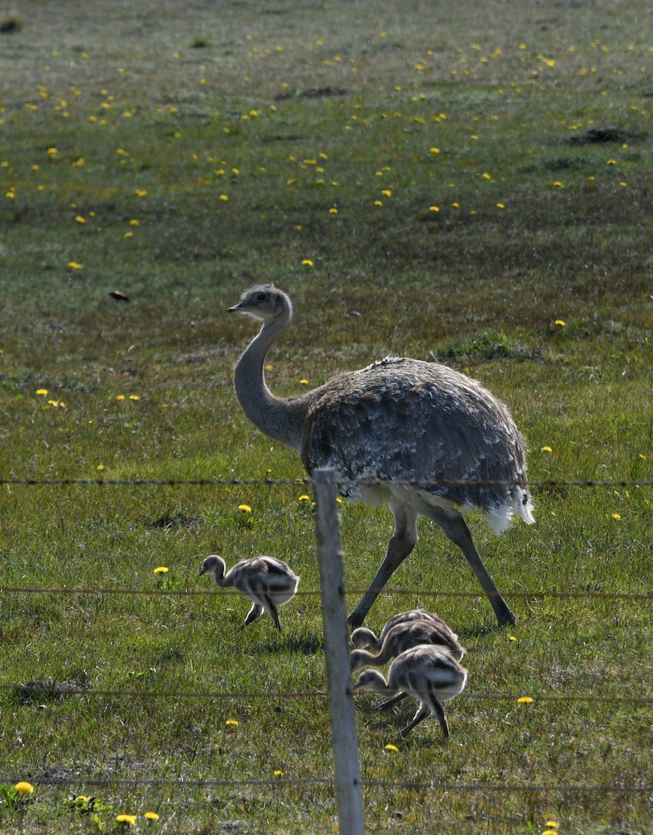 Lesser Rhea - ML644039672