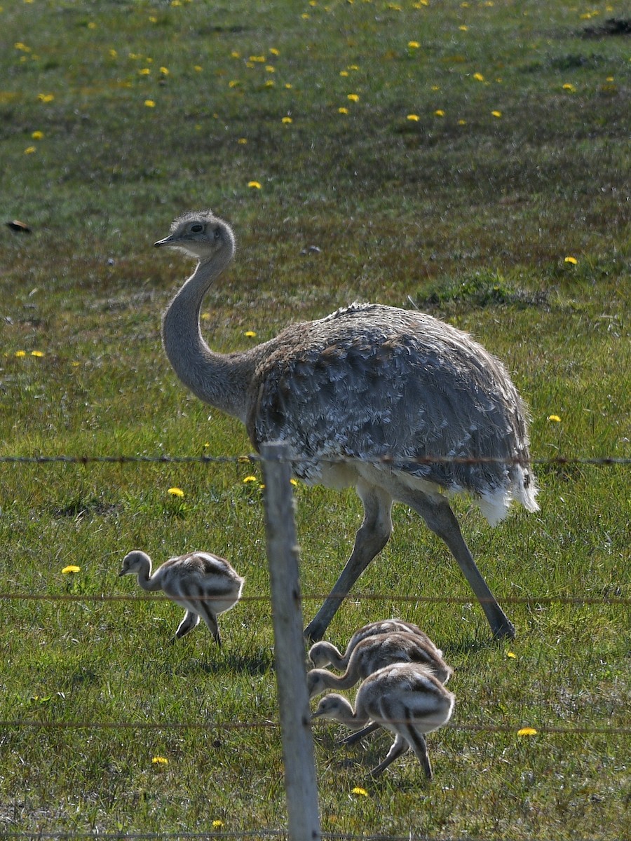 Lesser Rhea - ML644039673