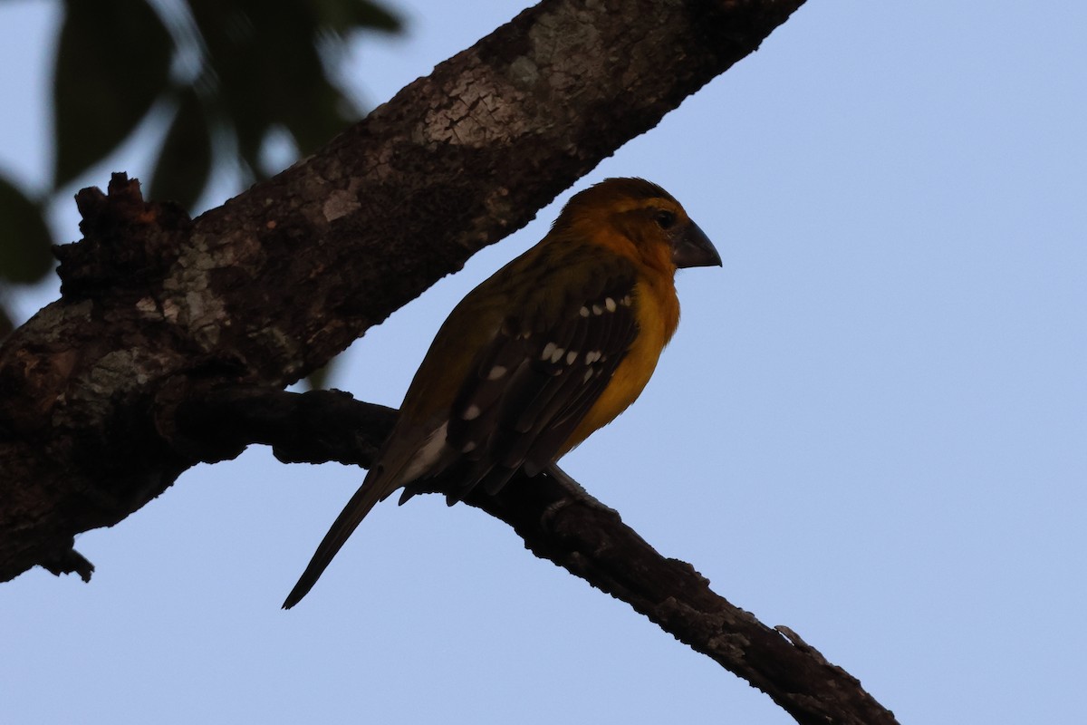 Cardinal jaune - ML644039682