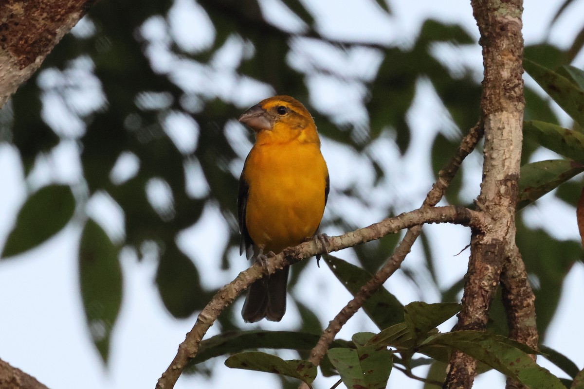 Cardinal jaune - ML644039683