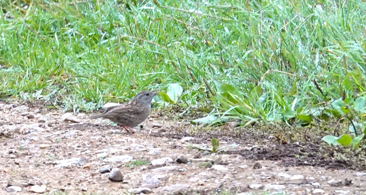 Dunnock - ML644039690