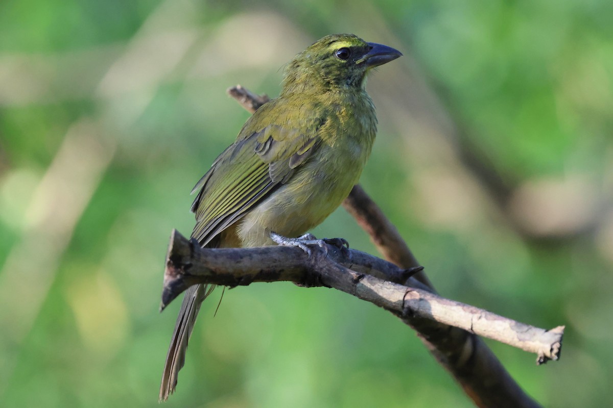 Cinnamon-bellied Saltator - ML644039701